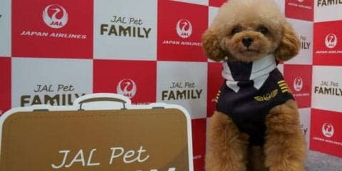 ペットオーナーが安心して旅行や出張に出かけられる仕組みづくりに取り組むJAL…インターペット2019
