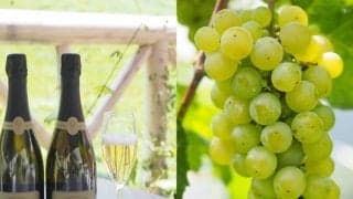 ファーストクラスで愛される極上の日本ワイン、誕生秘話に感動！