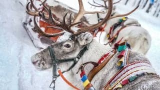 WRCアークティック事前情報：スウェーデンの代替として開催される極北のスノーラリー