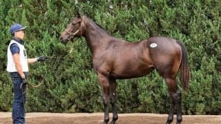 【セレクトセール2025】アスコリピチェーノの半妹は1億4000万円