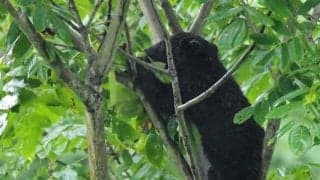 クマ出没で駅伝の出場辞退　監督「安全を考慮」　秋田で開催の大会
