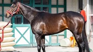 「体調の良さは一目瞭然」 中山記念における適性証明済みの一頭とは