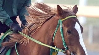 【注目馬動向】ヒヤシンスＳ３着「ホリエモン」の愛馬イッテラッシャイは伏竜Ｓが目標