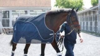【注目馬動向】阪神大賞典で復帰目指していたブローザホーンが引退へ協議　繋靱帯炎を再発　