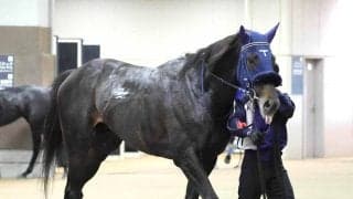 【注目馬動向】オークス２着馬リリーノーブルの子アウダーシアはスプリングＳへ