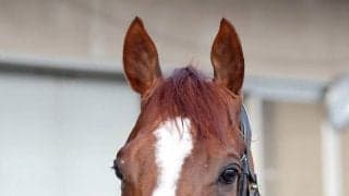 【注目馬動向】２４年菊花賞馬アーバンシック　次走金鯱賞の鞍上は三浦皇成騎手