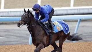 【中山記念】サイルーンは軽快な動きで状態の良さをアピール　堀調教師「活気は十分で体の張りもいい」