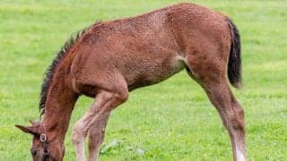 母は名牝ブエナビスタ グランビスタがダート替わりで初勝利狙う