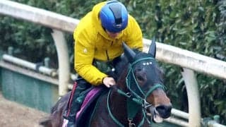 【チューリップ賞】グランドオーパスは逃げてもいい　橋口調教師「相手なりに走れそうなタイプです」