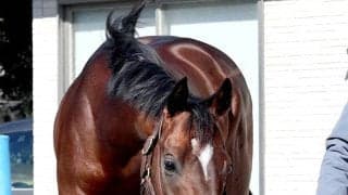 【中山記念】セイウンハーデス、レーベンスティールが４・２倍で並んだ１番人気　エコロヴァルツが４・６倍で続く