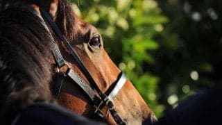 【弥生賞／危険な人気馬】能力上位馬に「11頭中9頭が次走敗戦」の歴史と“過信できない有力馬の共通点”合致